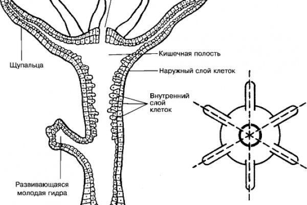 Ссылка на кракен в браузере